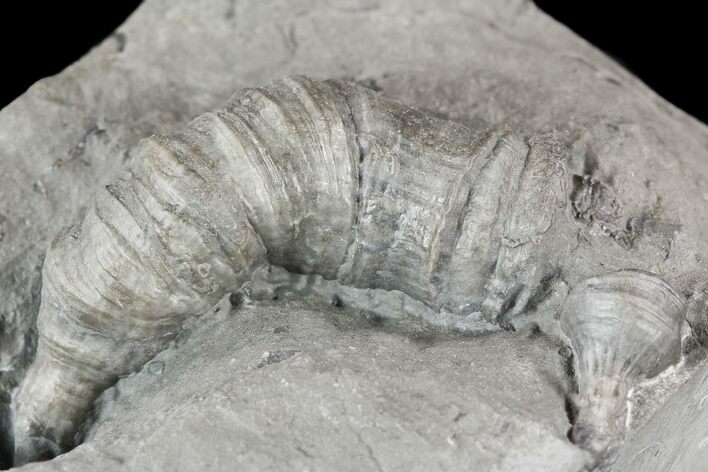 Devonian Horn Coral (Stereolasma) - New York #50063